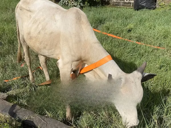 Cow, Cattle