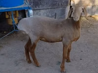 Schaf, Arashan sheep — Foto 2