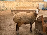 Schaf, Apsheron sheep — Foto 8
