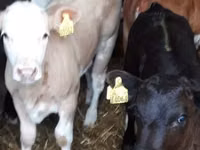 公牛, Limousin cow — 照片 2