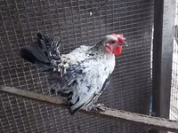 Chickens — 照片 5