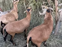 Sheep (batch, sex not specified), Cameroon sheep — photo 8
