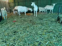 Ziege, Pomellata goat — Foto 6