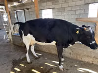 Kuh, Russian Black pied cattle — Foto 3