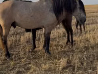 Horse (M), Bashkir horse — photo 2