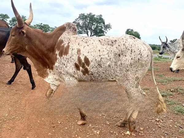 Cow, Cattle