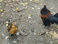 Chickens — الصورة 3