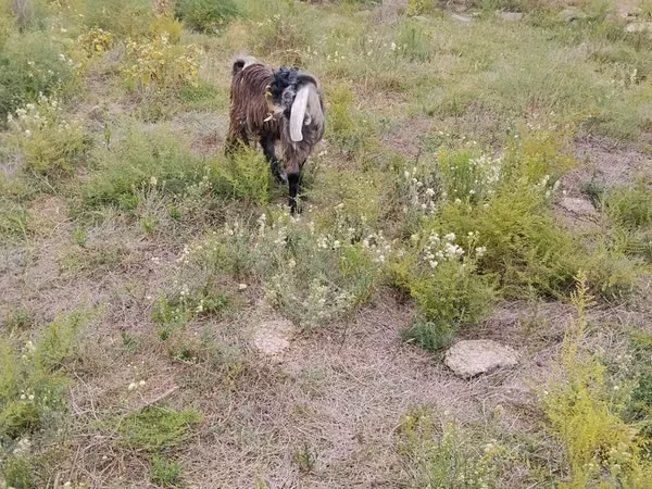 Goats (batch, sex not specified), Goats