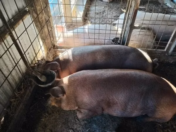 Schweine (Partie, Geschlecht nicht angegeben), Schweine