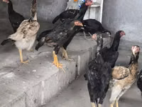 Chickens — photo 4