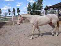 公马, Akhal-Teke — 照片 6