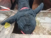 Bulle, Aberdeen-Angus — Foto 8
