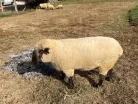 मेढ़ा, Hampshire sheep — फ़ोटो 5