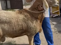 نعجة, Baerchuke sheep — الصورة 1