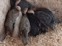 Guinea fowl — फ़ोटो 1