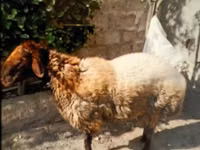 公羊, Sheep — 照片 1
