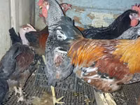 Chickens — 照片 2