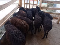 Schaf, Tajik sheep — Foto 1