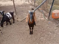 Ziegenbock, Nubian Goat — Foto 2