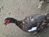 Ducks — 照片 1