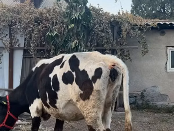 母牛, Russian Black pied cattle