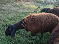 公羊, Sheep — 照片 1