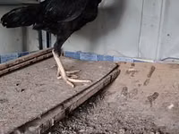 Chickens — foto 1