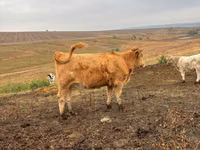 Cow, Simmental cattle — photo 2