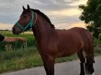 母马, Horses — 照片 3