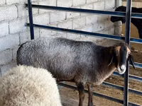 Овца, Бараны — фото 2