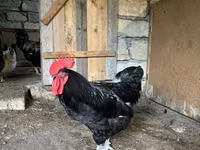 Chickens — foto 1
