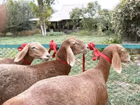Oveja, Arashan sheep — foto 2