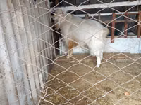 公山羊, Russian White goat — 照片 1