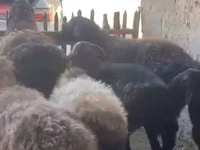 Ram, Sheep — photo 2