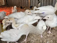 Turkeys — foto 2