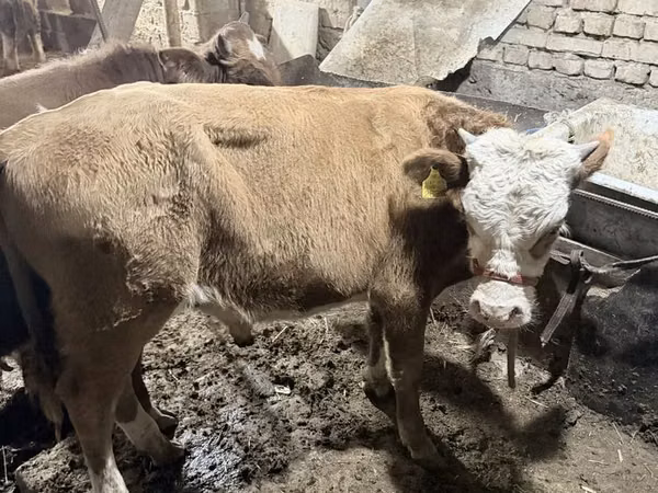ثور, Simmental cattle