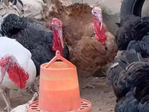 Turkeys