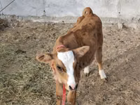 Bull, Simmental cattle — photo 3