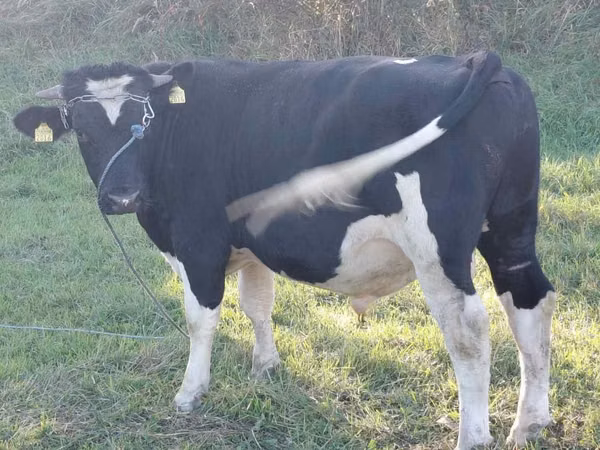 Toro, Russian Black pied cattle