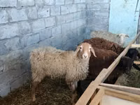 نعجة, Beulah Speckled face sheep — الصورة 3