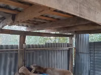 Carnero, Rhon sheep — foto 4