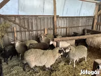 मेढ़ा, Merino sheep — फ़ोटो 3