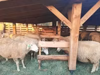 Sheep (batch, sex not specified), Sheep — photo 1