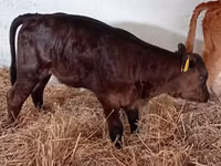 Rinder (Partie, Geschlecht nicht angegeben), Russian Black pied cattle — Foto 3