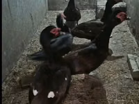 pato criollo doméstico — foto 4