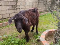 Goat, Goats — photo 4