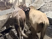 ثور, Simmental cattle — الصورة 4