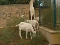 Goats (batch, sex not specified), Goats — photo 2