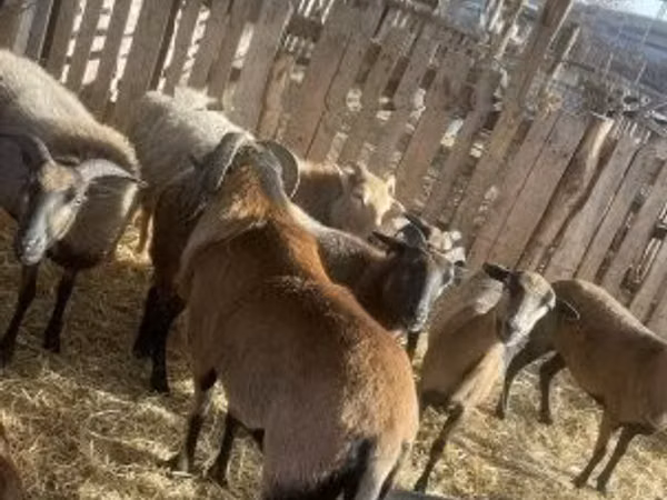 Ram, Cameroon sheep