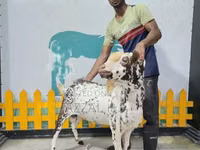 كبش, Sicilian Barbaresca sheep — الصورة 1